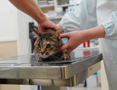 調子が悪そうな猫を動物病院に連れていったら…　オチに１４万人が吹き出す！