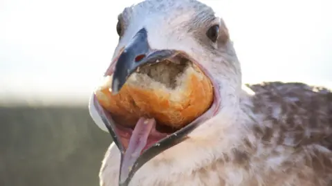 The picture shows the head and shoulders of a gull with a large bread roll in its beak.