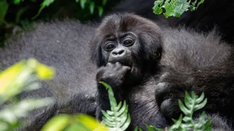 A family of mountain gorillas lives under protection as the species face the threat of extinction at Bwindi Impenetrable National Park, a UNESCO World Heritage site