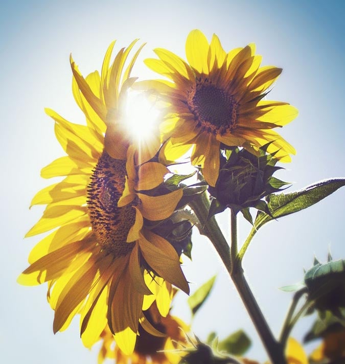 sunflowers on a sunny day