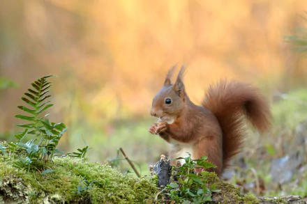 Red squirrel nibbling on a mossy forest floor with warm golden bokeh — 4K Ultra HD PC desktop wallpaper and background.