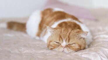 Cat sleeping on a bed