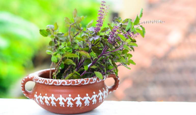 tulsi ke fayde