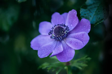 Close-up of a purple anemone flower with water droplets against dark green foliage, a nature scene — 2K Quad HD PC desktop wallpaper and background.