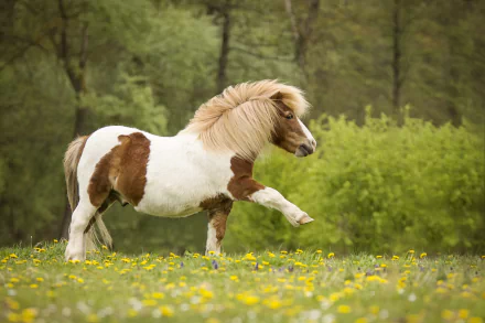 pony Animal horse HD Desktop Wallpaper | Background Image