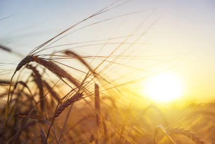 HD PC desktop wallpaper: sunlit wheat heads in a golden field at sunrise, warm light and a soft, pale sky.