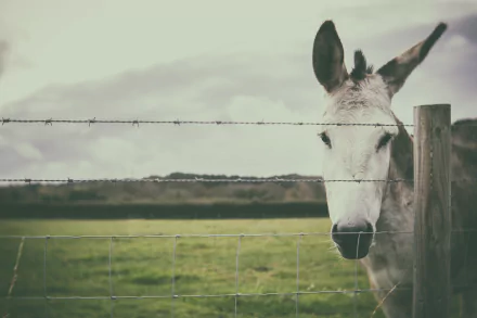 Animal donkey HD Desktop Wallpaper | Background Image