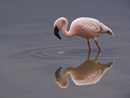 HD desktop wallpaper featuring a graceful flamingo standing in calm water with its clear reflection visible, showcasing detailed animal beauty.