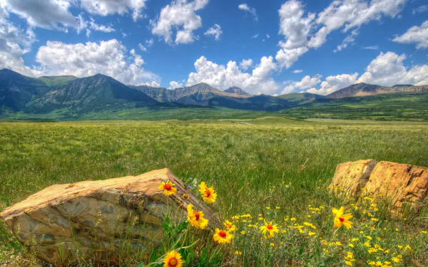 HD PC desktop wallpaper — Alberta, Canada mountain landscape: wildflower meadow and rocks in the foreground, grassy plain leading to distant peaks beneath a bright, cloud-streaked blue sky.