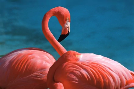HD PC desktop wallpaper featuring a close-up of two vibrant pink flamingos against a deep blue background.