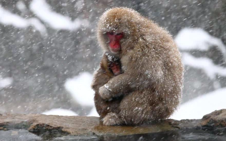 HD desktop wallpaper showing a Japanese macaque, also known as a snow monkey, embracing its young amidst falling snow in a winter landscape.