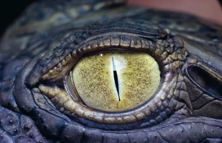 Close-up HD desktop wallpaper of an alligator's eye, highlighting its textured skin and sharp vertical pupil.