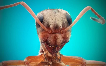 Close-up HD desktop wallpaper of an ant against a vibrant blue background, highlighting intricate details of its face and antennae.