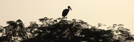  Stork on a nest