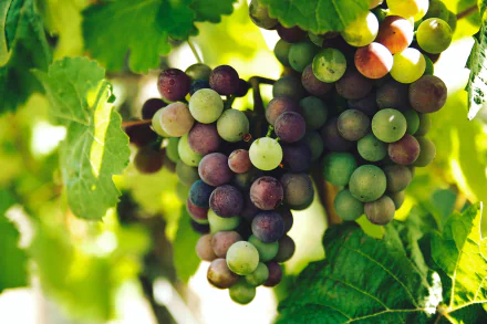 vine food grapes HD Desktop Wallpaper | Background Image