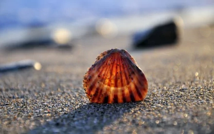 HD PC desktop wallpaper showing a nature close-up of a sunlit striped seashell on wet sand, shallow depth of field and warm bokeh beach background.