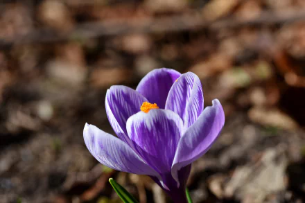 nature crocus HD Desktop Wallpaper | Background Image