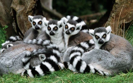 HD desktop wallpaper featuring a group of ring-tailed lemurs resting closely together on green grass near tree roots.