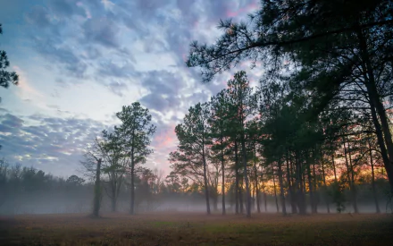 HD PC desktop wallpaper of a serene nature scene with tall trees and fog under a colorful, partly cloudy sky at sunrise or sunset.