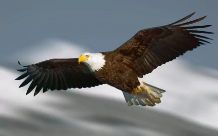 A stunning HD wallpaper featuring a bald eagle soaring gracefully through the skies, showcasing its majestic wingspan against a soft, cloudy background.