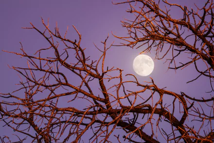 4K Ultra HD wallpaper of bare tree branches silhouetted against a twilight sky with a glowing full moon.