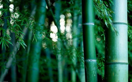 HD PC desktop wallpaper showing a close-up of green bamboo stalks and leaves in a serene, softly blurred woodland nature background.