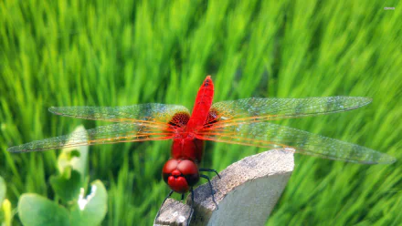 Vibrant red dragonfly perched on a stone amidst lush green grass, captured in sharp detail as an HD PC desktop wallpaper and background.