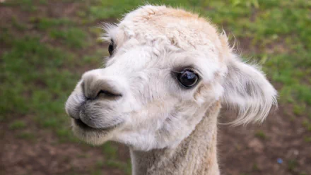 Animal alpaca HD Desktop Wallpaper | Background Image
