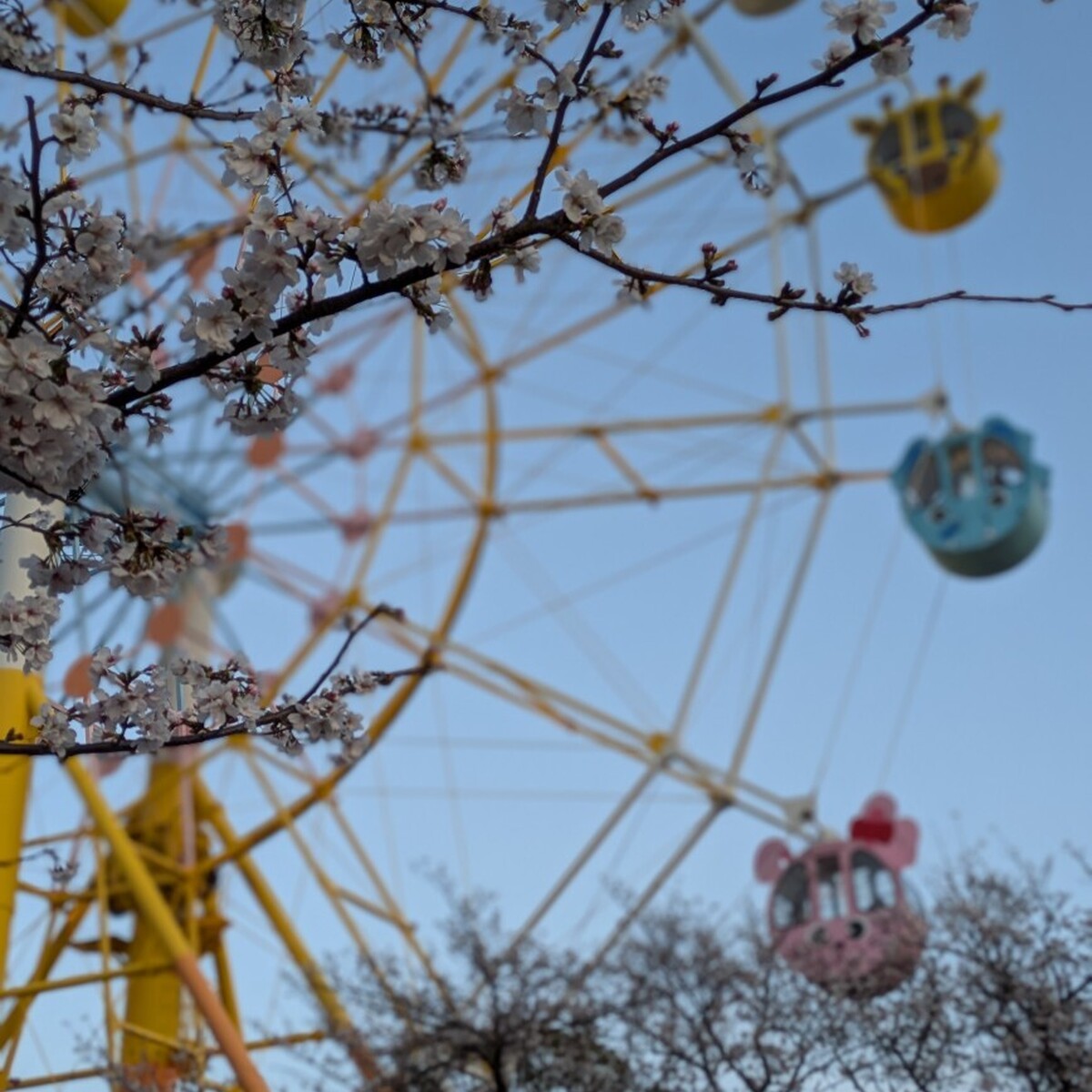 ≪兵庫県・神戸近郊≫桜のお花見スポット特集！ー神戸王子動物園ー