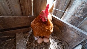 Una gallina ponedora per a autoconsum