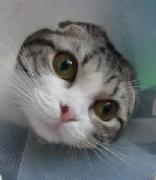 猫だらけの家主