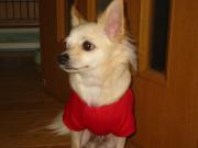 ヒマなワンコの一日