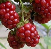 BOUTIE ☆ -ブティ-