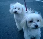 プーチョとショボタ