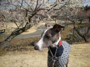 イタグレ ショッカーの世界征服への遠い道のり