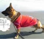 お座敷しぇぱのでゅー^ェ^