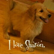 ゴールデンドゥードル*おいで♪シャロン(*´∇｀*) 