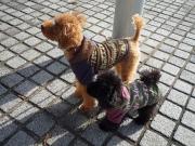 HAPPY DAYS 〜トイプードル☆アルフtoシーラ〜