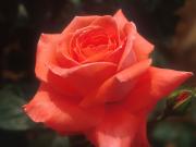 まさかの乳がん告知