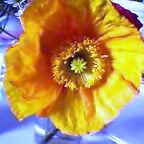 おれんじぷらむ