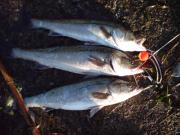 ソルトルアーフィッシング