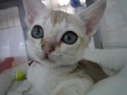 きくちペット湘南平塚店のブログ