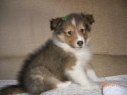 シェルティ♂つぶらの成長日記。