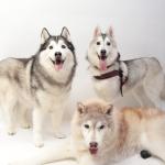 チョコピーママ