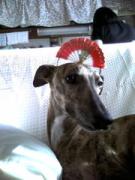 ダブさん日記☆