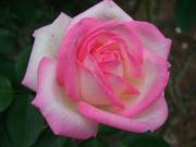 双子ブログ◼双子スタイル◼