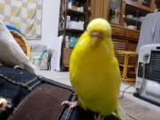 野菜作り〜DORAEMON〜