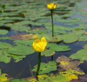 ため池調査三昧