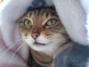 るうるうダイアリー「ちょびたを幸せにする方法」