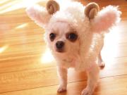 ちょこれーとほりっく